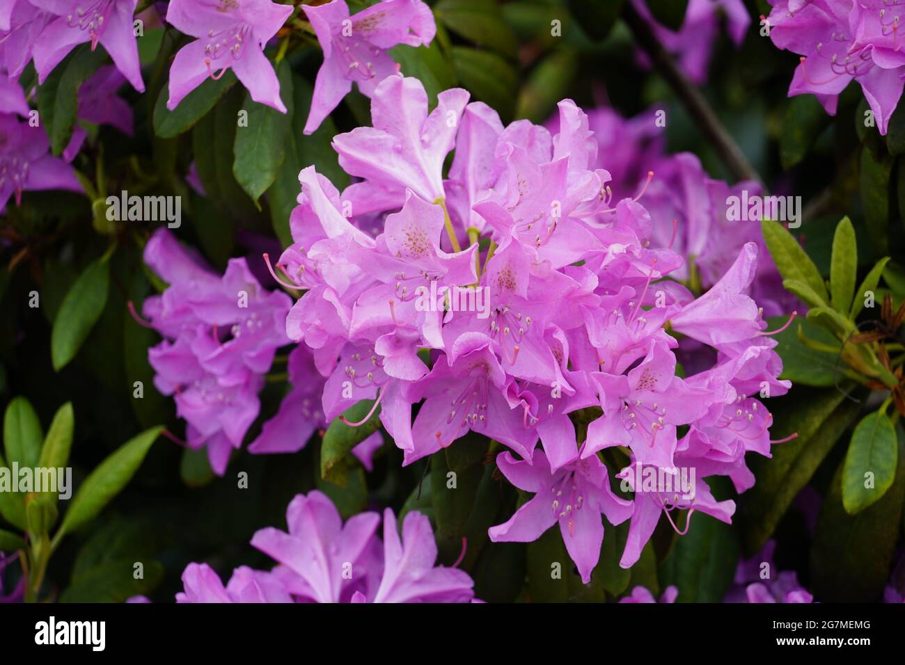 Arbuste à fleurs de Rhododendron. Gros plan de la plante avec des fleurs roses. Temps de floraison en été. Banque D'Images