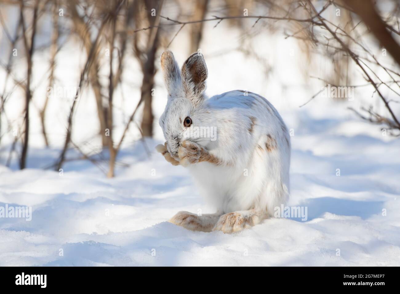 Le lièvre d'Amérique blanc ou le lièvre d'Amérique se nettoyant dans la neige d'hiver à Ottawa, Canada Banque D'Images