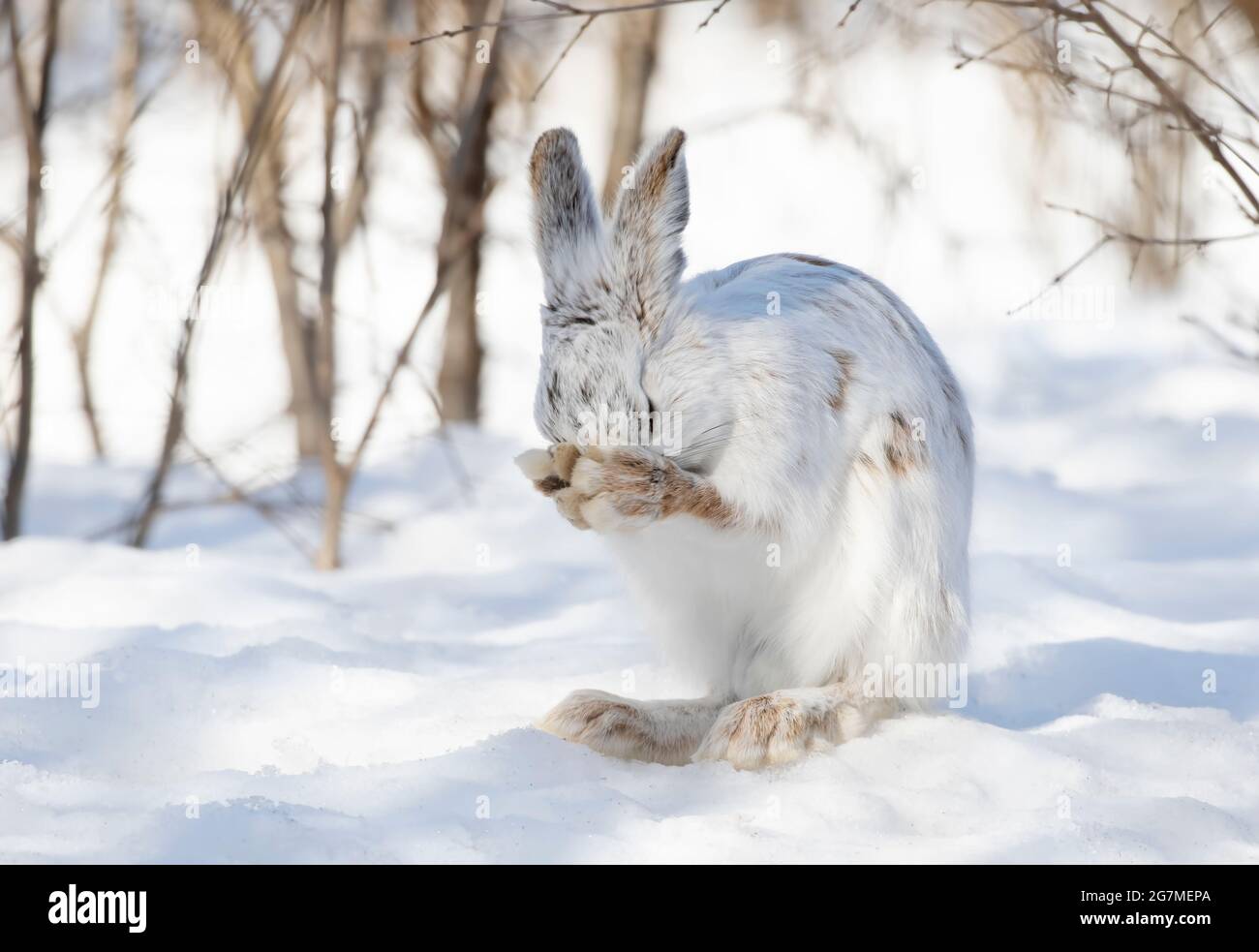 Le lièvre d'Amérique blanc ou le lièvre d'Amérique se nettoyant dans la neige d'hiver à Ottawa, Canada Banque D'Images