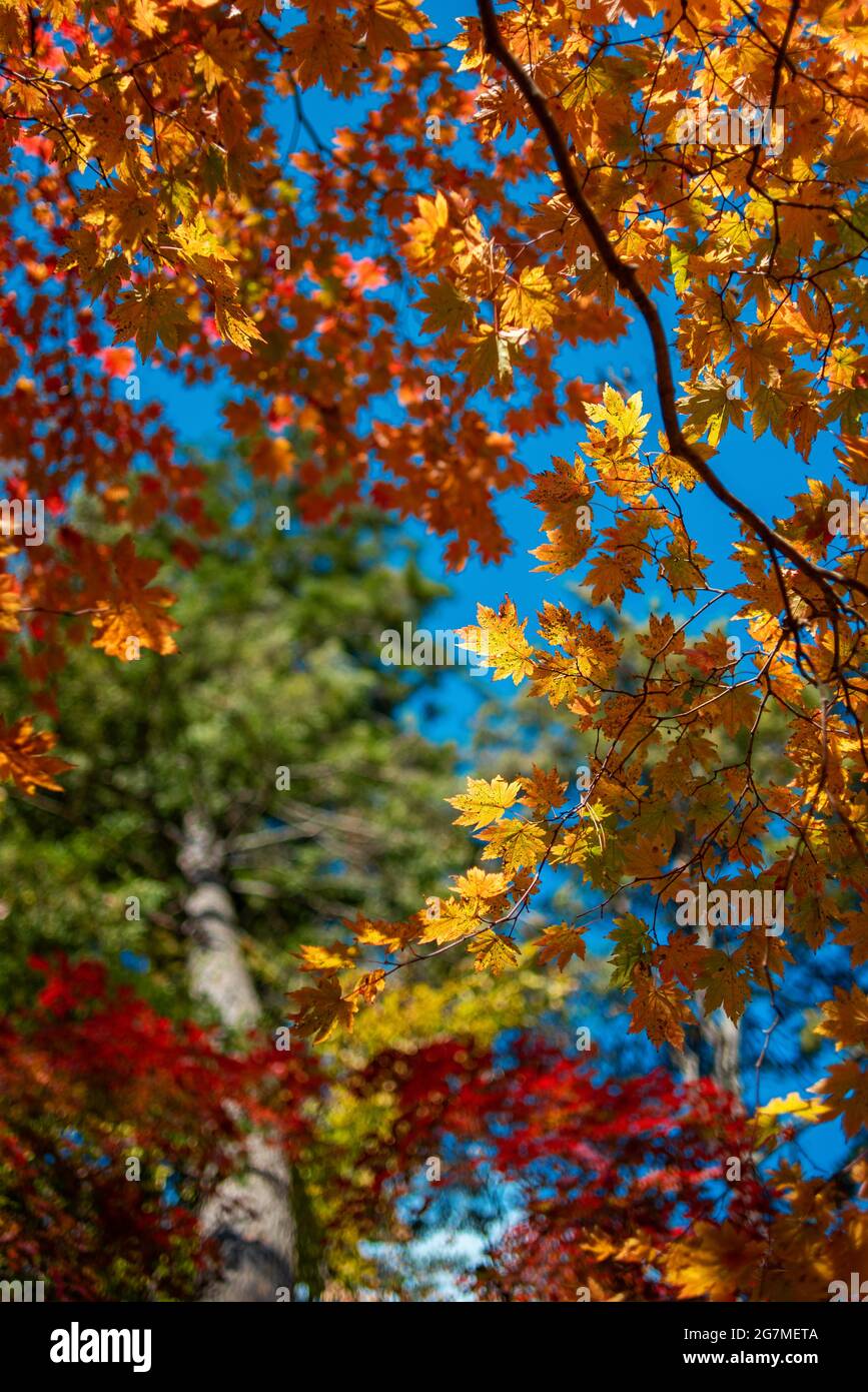 feuilles d'automne sur la saison d'automne des arbres Banque D'Images