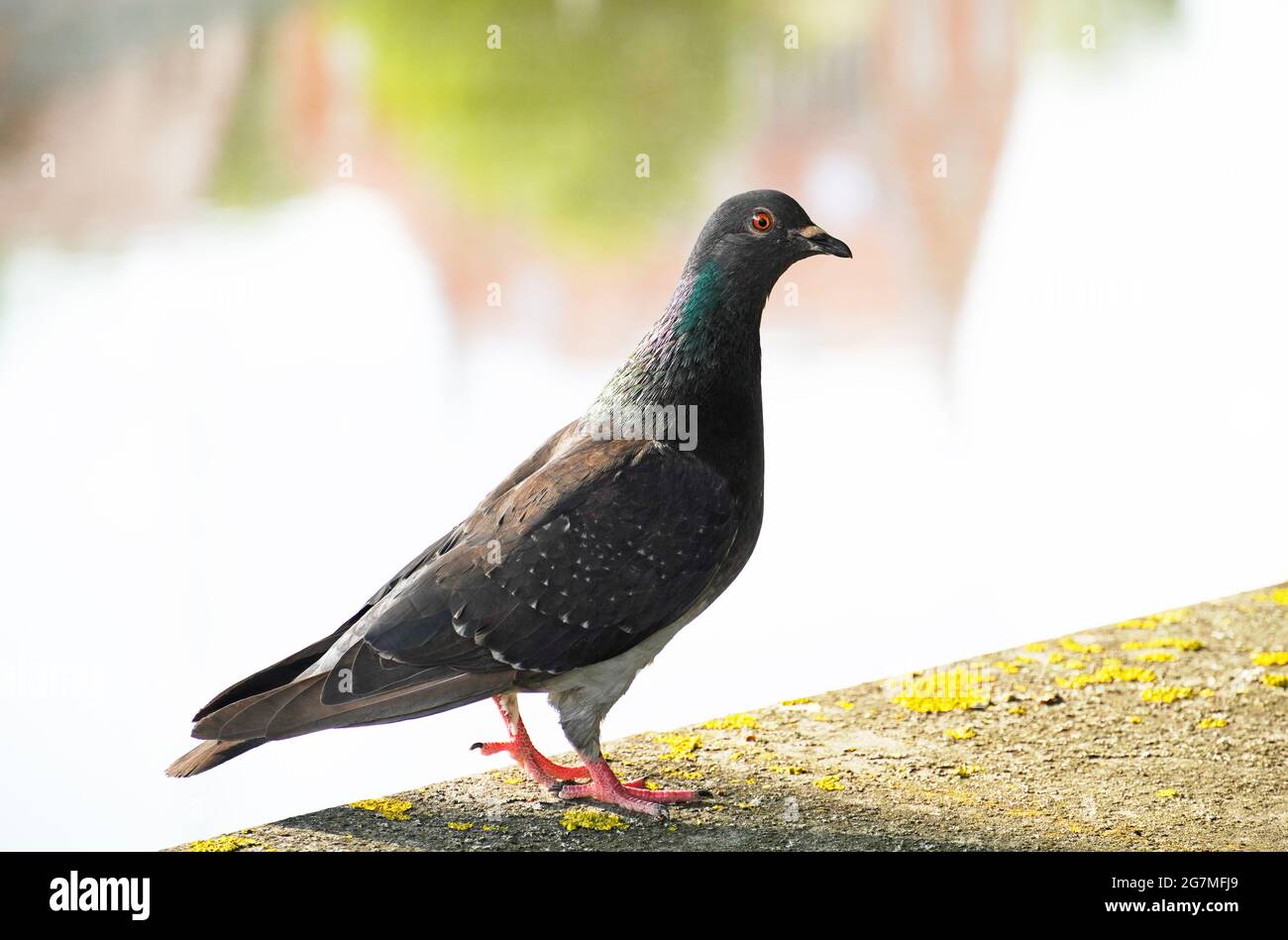 Pigeon de rue en gros plan. Columbidae. Oiseau dans la ville. Banque D'Images