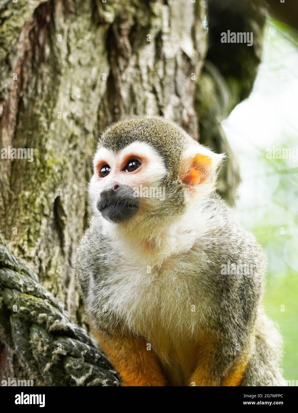 Singe écureuil gros plan. Portrait d'un primate à fourrure brune. Saimiri. Banque D'Images