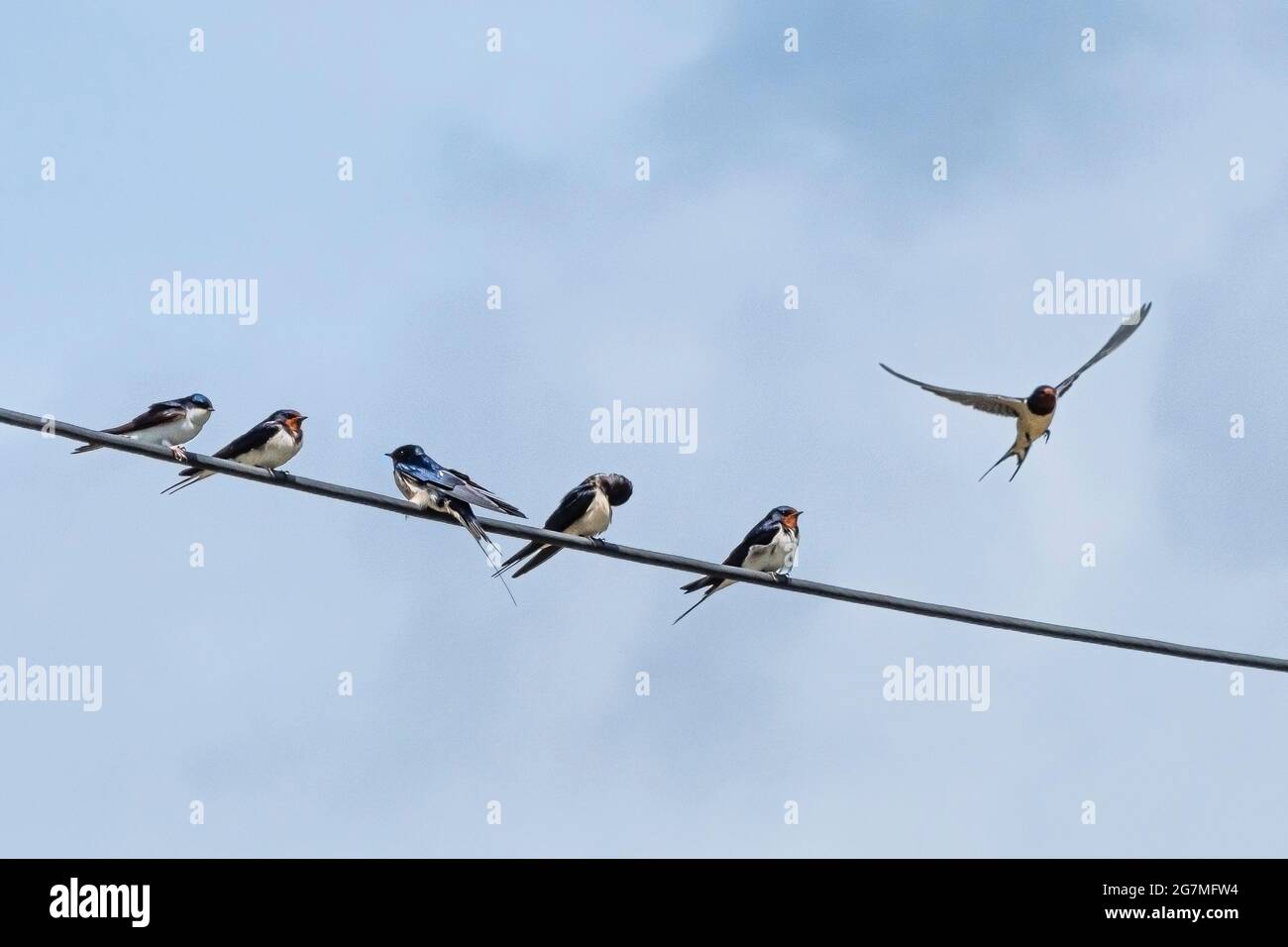 Swalws Hirundo rustica perchée sur un fil téléphonique. Banque D'Images Swalws Hirundo rustica perchée sur un fil téléphonique. Banque D'Images