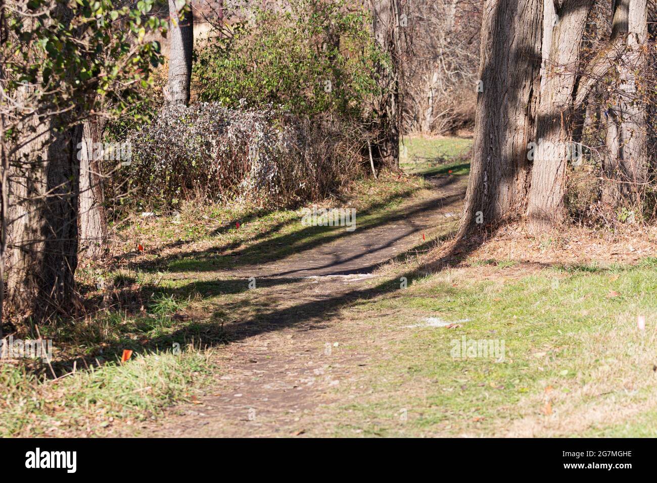 Un parcours de course de campagne de cros dans les bois est marqué de flèches blanches, sur le sentier à travers les arbres pour montrer aux coureurs la manière de continuer à courir. Banque D'Images
