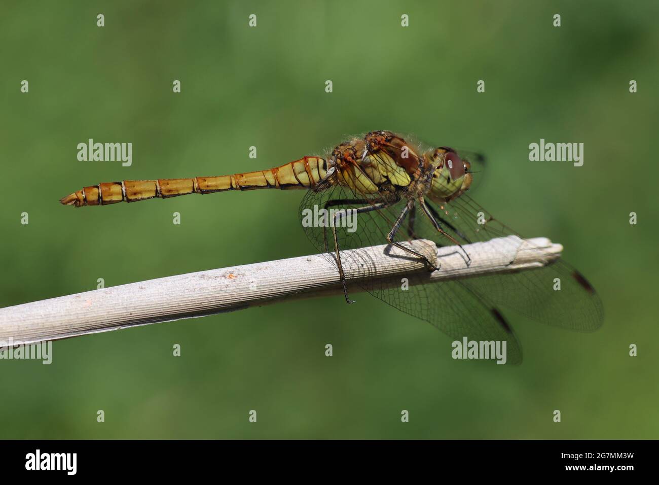 Sympetrum striolatum vert (commune) Banque D'Images