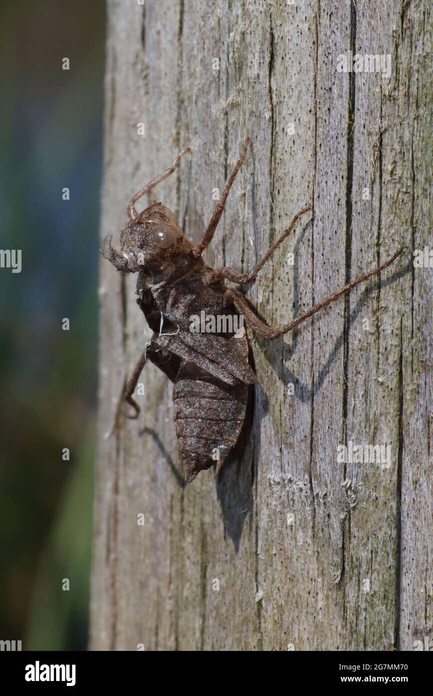 Chaser à corps large Libellula depressa exuvia Banque D'Images