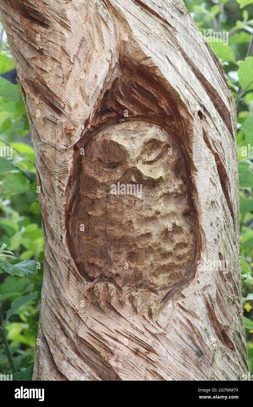 Sculpture d'arbre de hibou à Minera, nr Wrexham, pays de Galles Banque D'Images