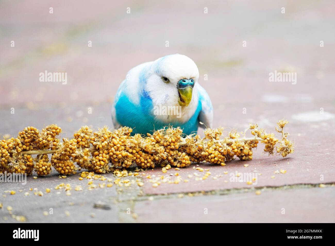 Copains bleus et blancs grignotant sur un rafle de millet. Gros plan d'un oiseau tout en mangeant Banque D'Images