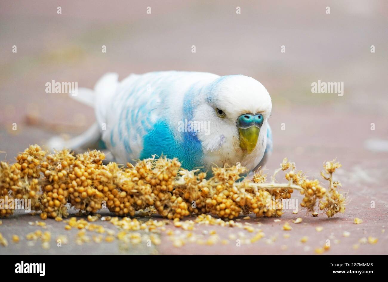 Copains bleus et blancs grignotant sur un rafle de millet. Gros plan d'un oiseau tout en mangeant Banque D'Images