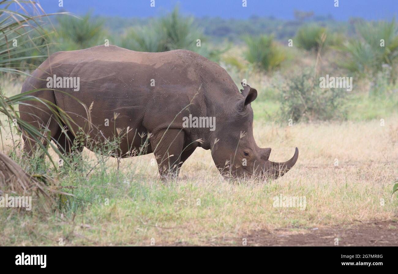 Profil latéral du pâturage du rhinocéros blanc du sud dans les plaines ouvertes du parc national sauvage de Meru, Kenya Banque D'Images