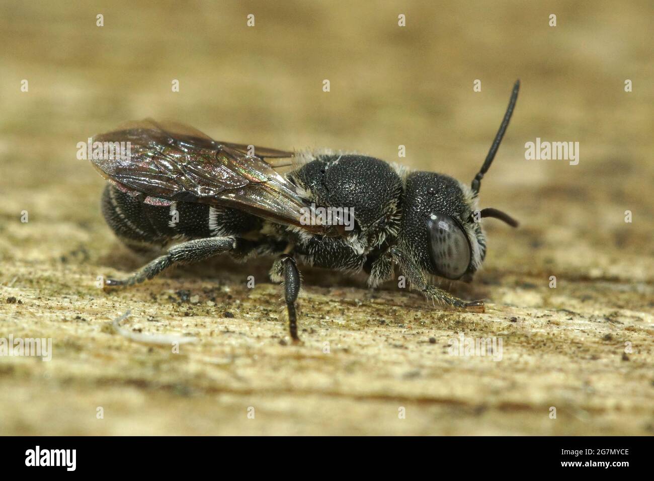 Gros plan d'une petite abeille en résine femelle, Heriades crenulatus dans le Gard, France Banque D'Images