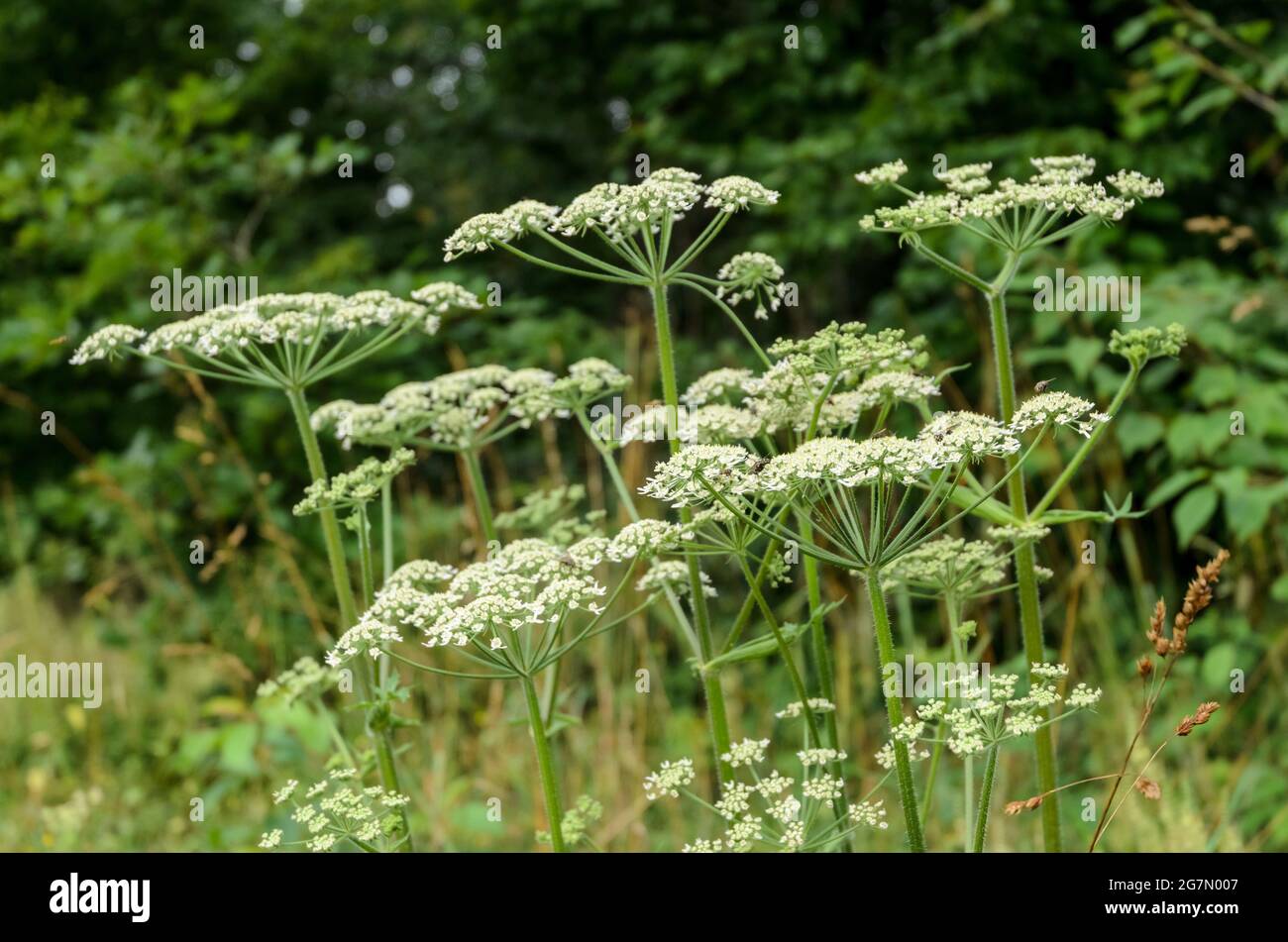 Heracleum mantegazzianum, plante de Hogweed, Apiaceae, connue sous le nom de cartwheel-flower, persil de vache géant ou Parsnip sauvage, hogsbane, Allemagne, Europe Banque D'Images