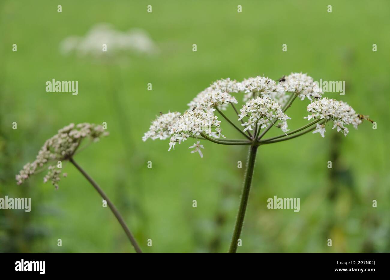 Heracleum mantegazzianum, plante de Hogweed, Apiaceae, connue sous le nom de cartwheel-flower, persil de vache géant ou Parsnip sauvage, hogsbane, Allemagne, Europe Banque D'Images