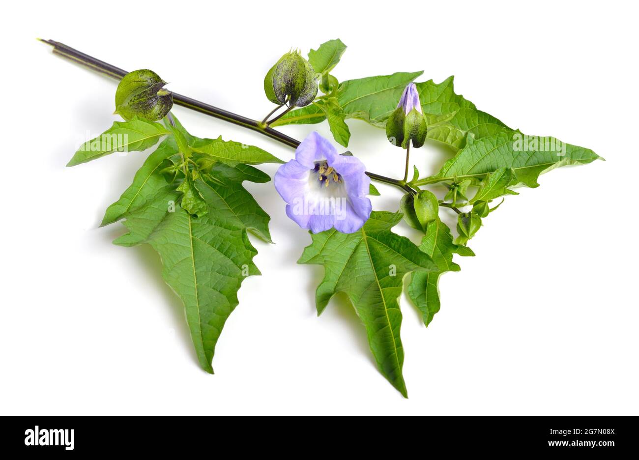 Niandra physalodes. Il est connu par les noms communs pomme-du-Pérou et plante de shoo-mouche. Isolé. Banque D'Images