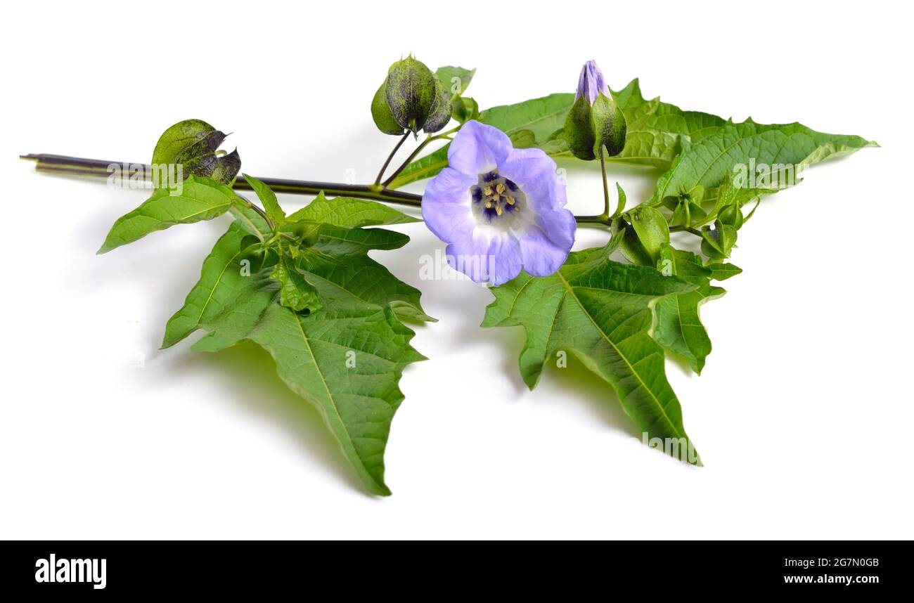 Niandra physalodes. Il est connu par les noms communs pomme-du-Pérou et plante de shoo-mouche. Isolé. Banque D'Images