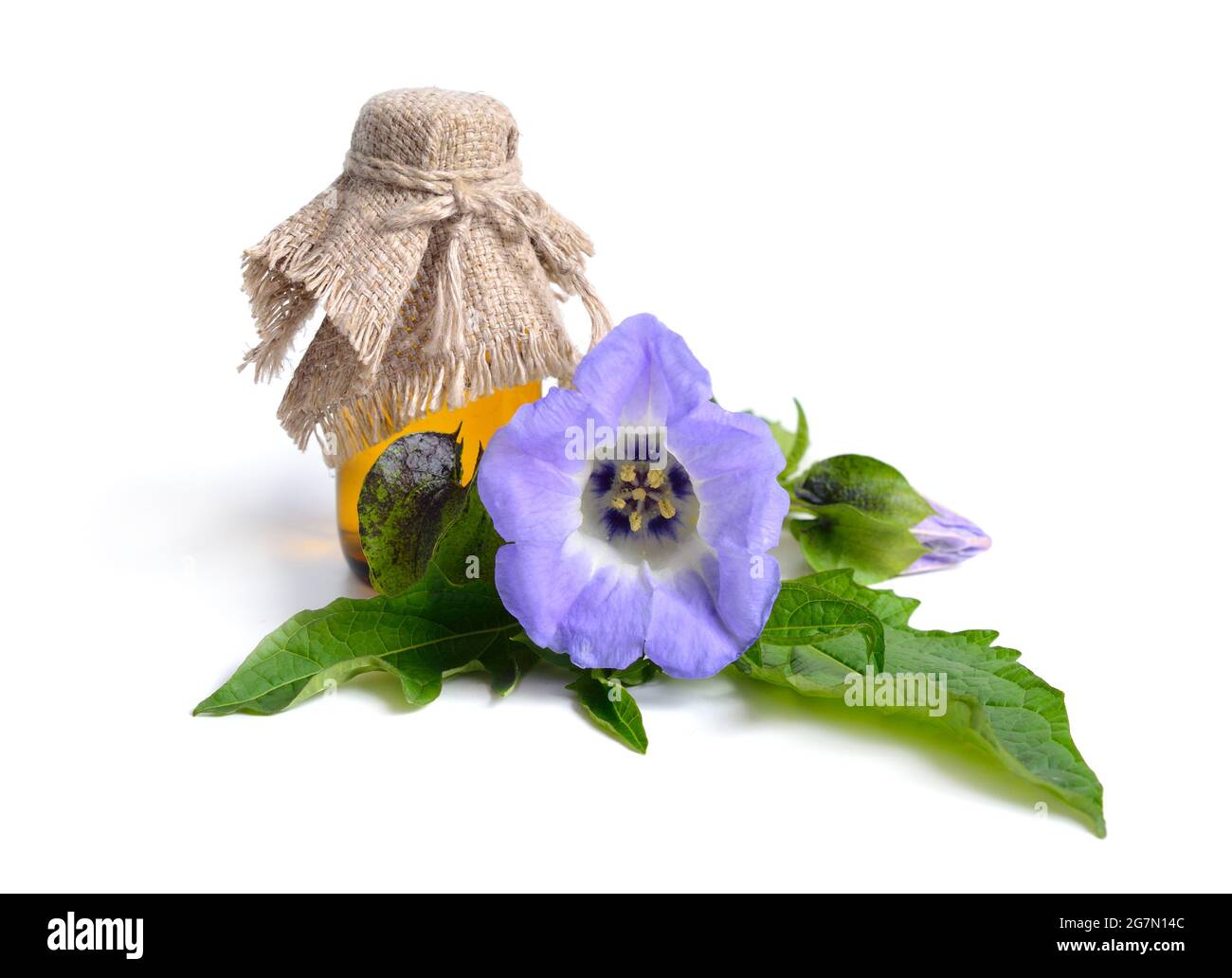 Niandra physalodes. Il est connu par les noms communs pomme-du-Pérou et plante de shoo-mouche. Isolé. Banque D'Images