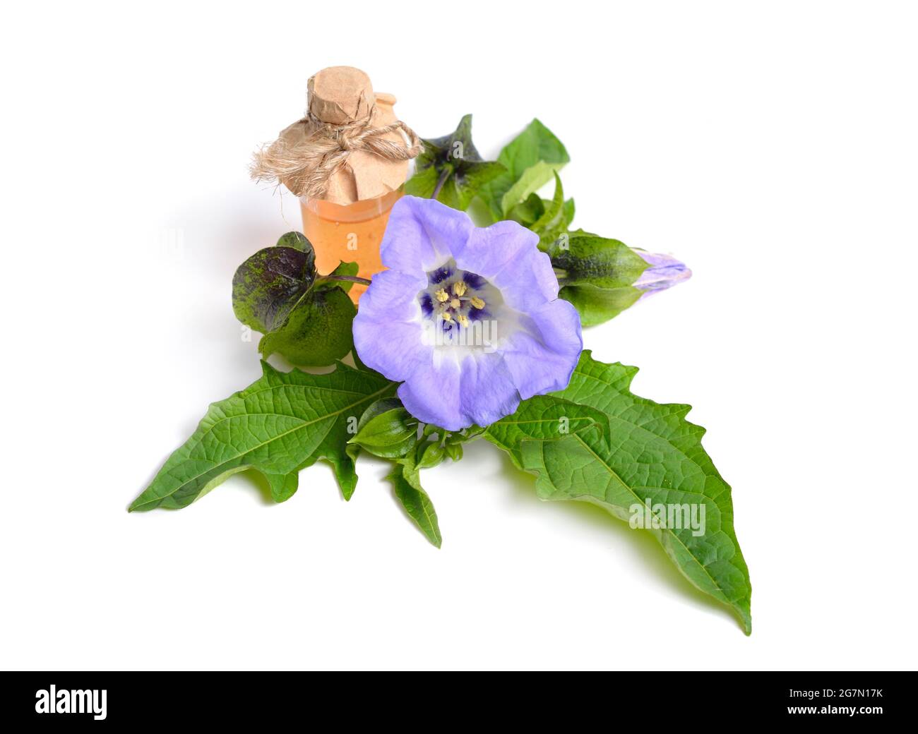 Niandra physalodes. Il est connu par les noms communs pomme-du-Pérou et plante de shoo-mouche. Isolé. Banque D'Images