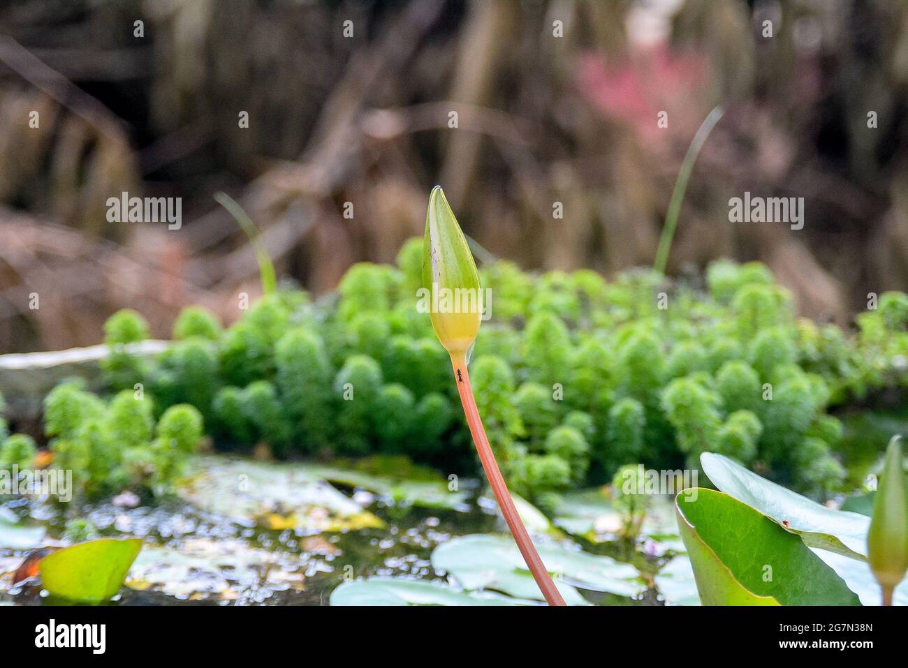 bouton de fleur de manel dans un étang Banque D'Images