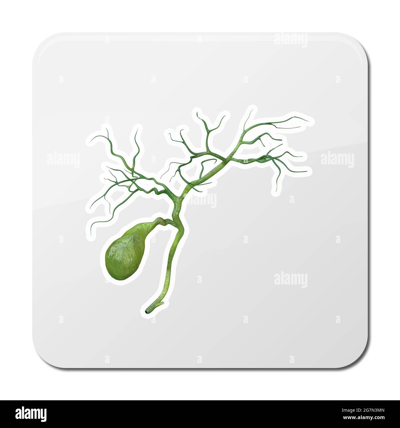 Icône de vésicule biliaire humaine de style noir isolée sur fond blanc. Bitmap du stock de symboles des organes humains, illustration de la rastr. Banque D'Images