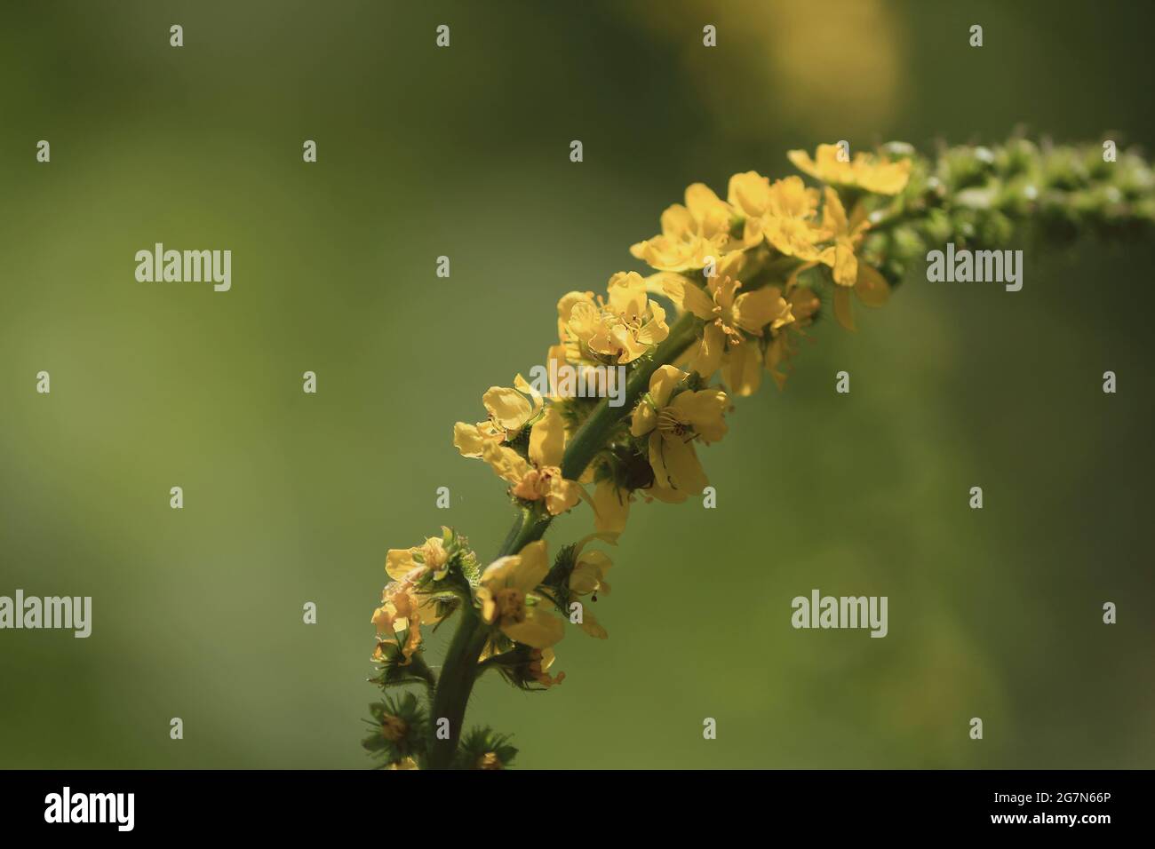 Agrimonia eupatoria, l'agrimonie commune. Fleurs sauvages jaunes gros plan en plein soleil sur un fond vert à l'extérieur. Fleur jaune dans un pré d'été. Banque D'Images
