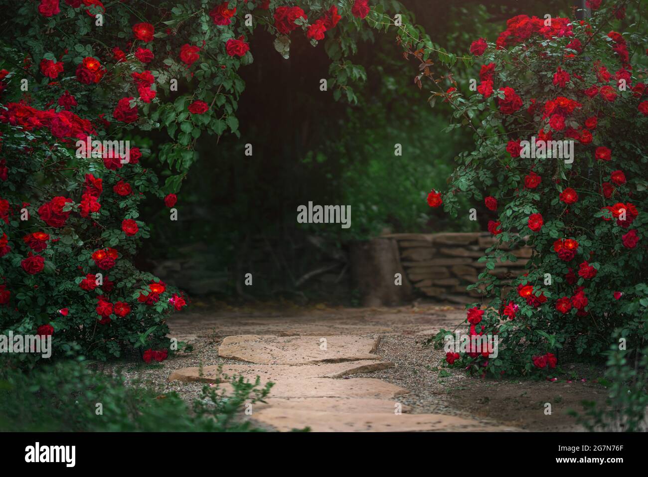 Beau jardin avec rosiers en fleurs en été Banque D'Images