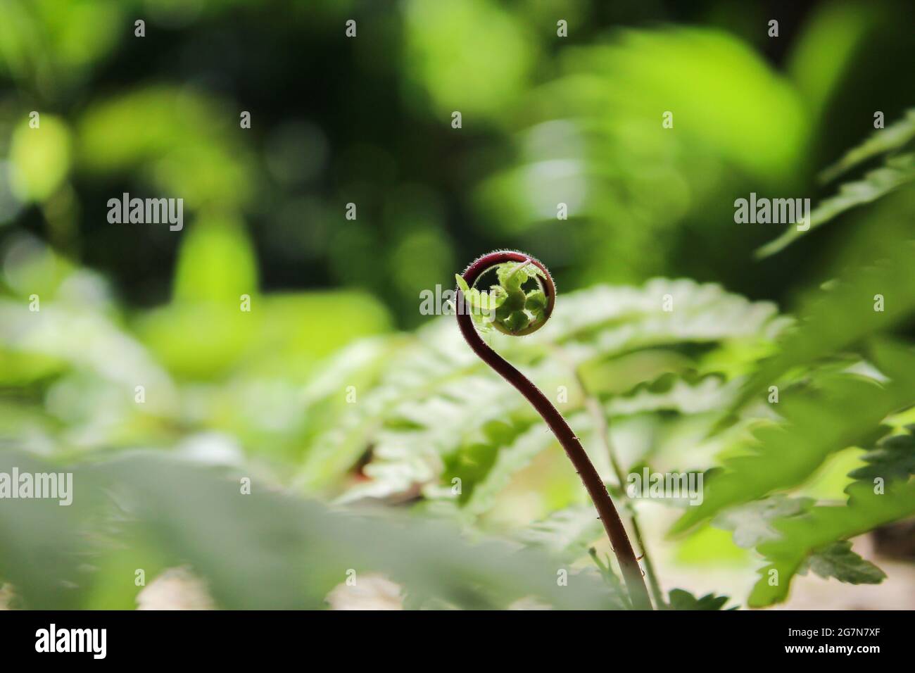 belle usine médicale, plante asiatique dans la nature Banque D'Images