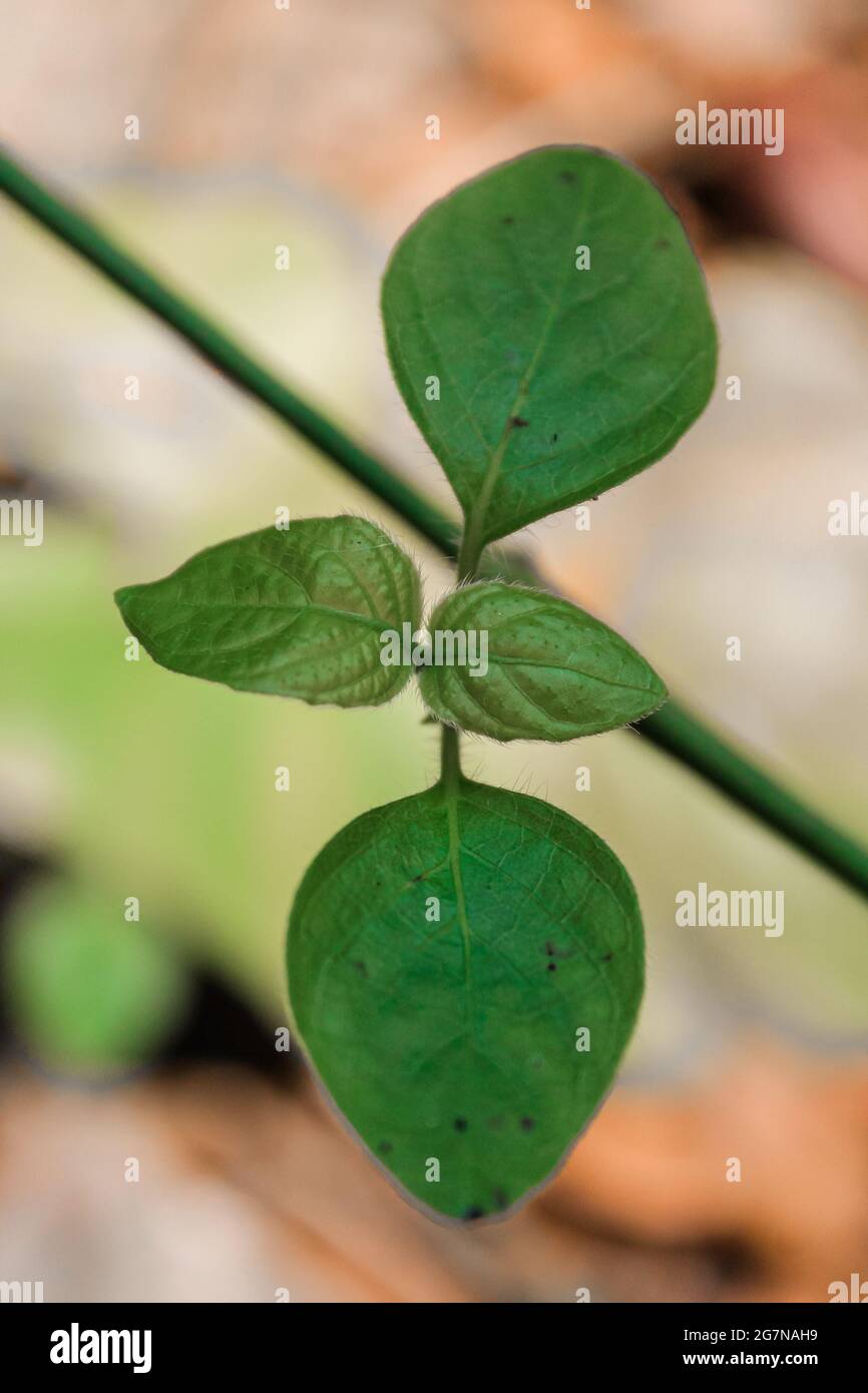 La jungle asiatique plante à la lumière du soleil Banque D'Images