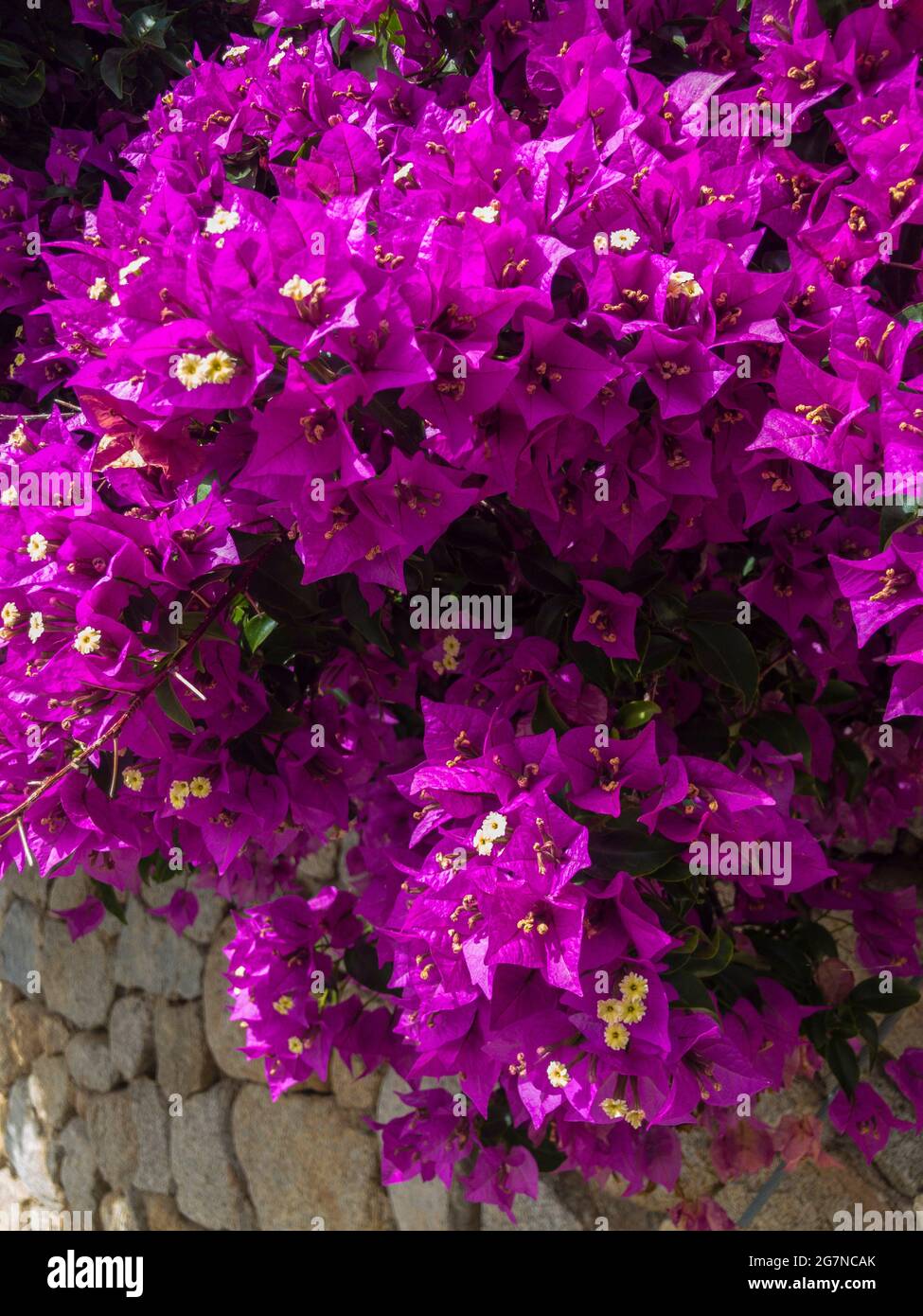 Bougainvilliers et mur de pierre sec. Fleurs et plantes. Végétation méditerranéenne, villas et maisons ornées de plantes aux couleurs vives. Vacances Banque D'Images