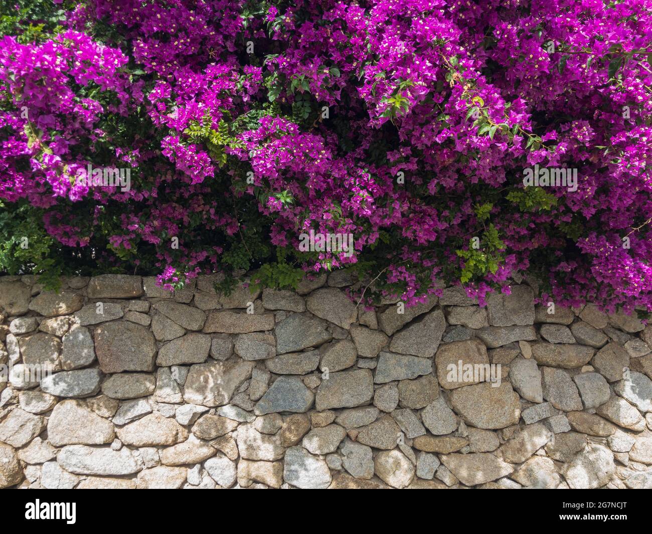 Bougainvilliers et mur de pierre sec. Fleurs et plantes. Végétation méditerranéenne, villas et maisons ornées de plantes aux couleurs vives. Vacances Banque D'Images