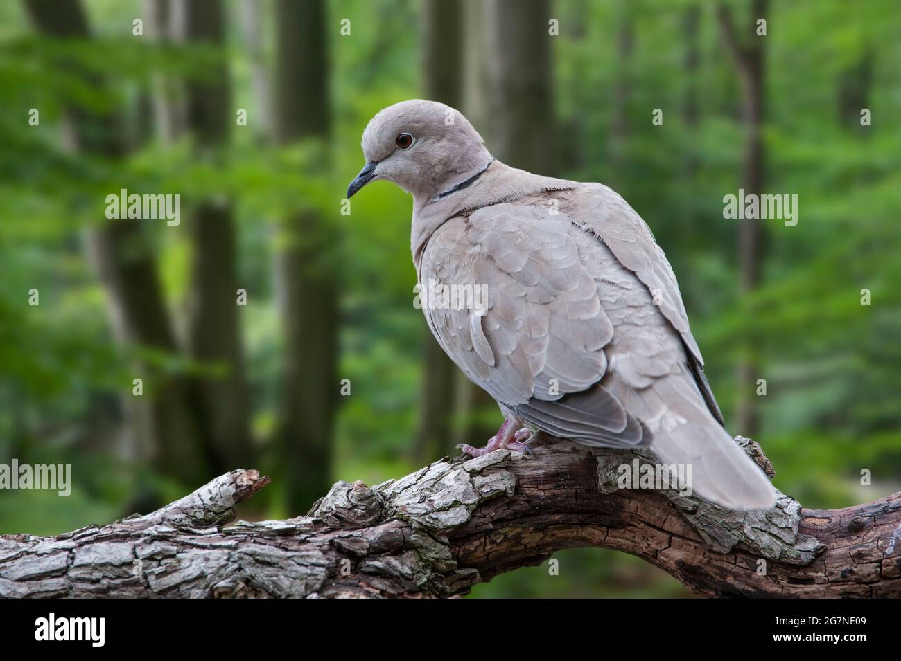 Colombe à col eurasien (Streptopelia decaocto) perchée dans un arbre en forêt Banque D'Images