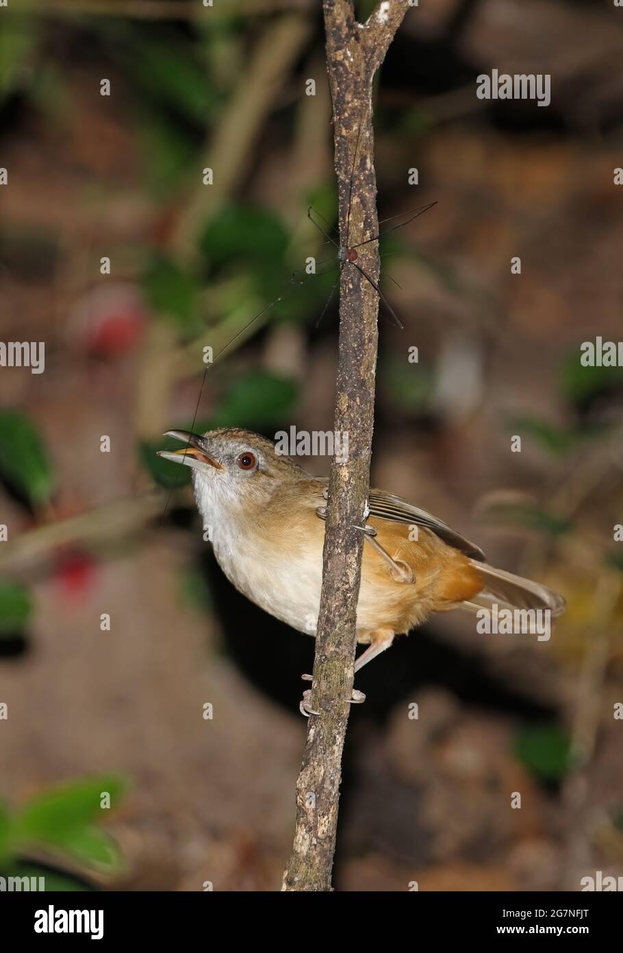 Babbler d'Abbott (Malacocinda abbotti abbotti) araignée de chasse adulte Kaeng Krachan, Thaïlande Novembre Banque D'Images
