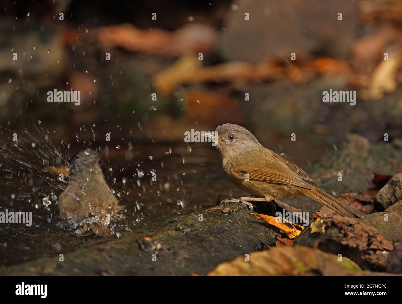Fulvetta à chetées brunes (Alcippe poiocephala) baignade adulte dans la piscine forestière avec un deuxième oiseau en rondins près de Kaeng Krachan, Thaïlande Janvier Banque D'Images