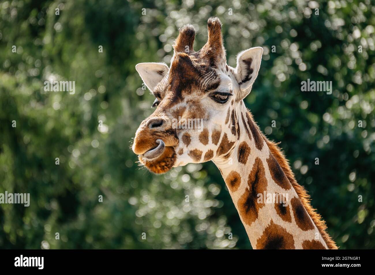 Girafe Rothschild au ZOO.Giraffe devant des arbres verts qui donnent sur l'appareil photo. Visage girafe amusant. Vue avant de la girafe sur un feuillage vert flou Banque D'Images