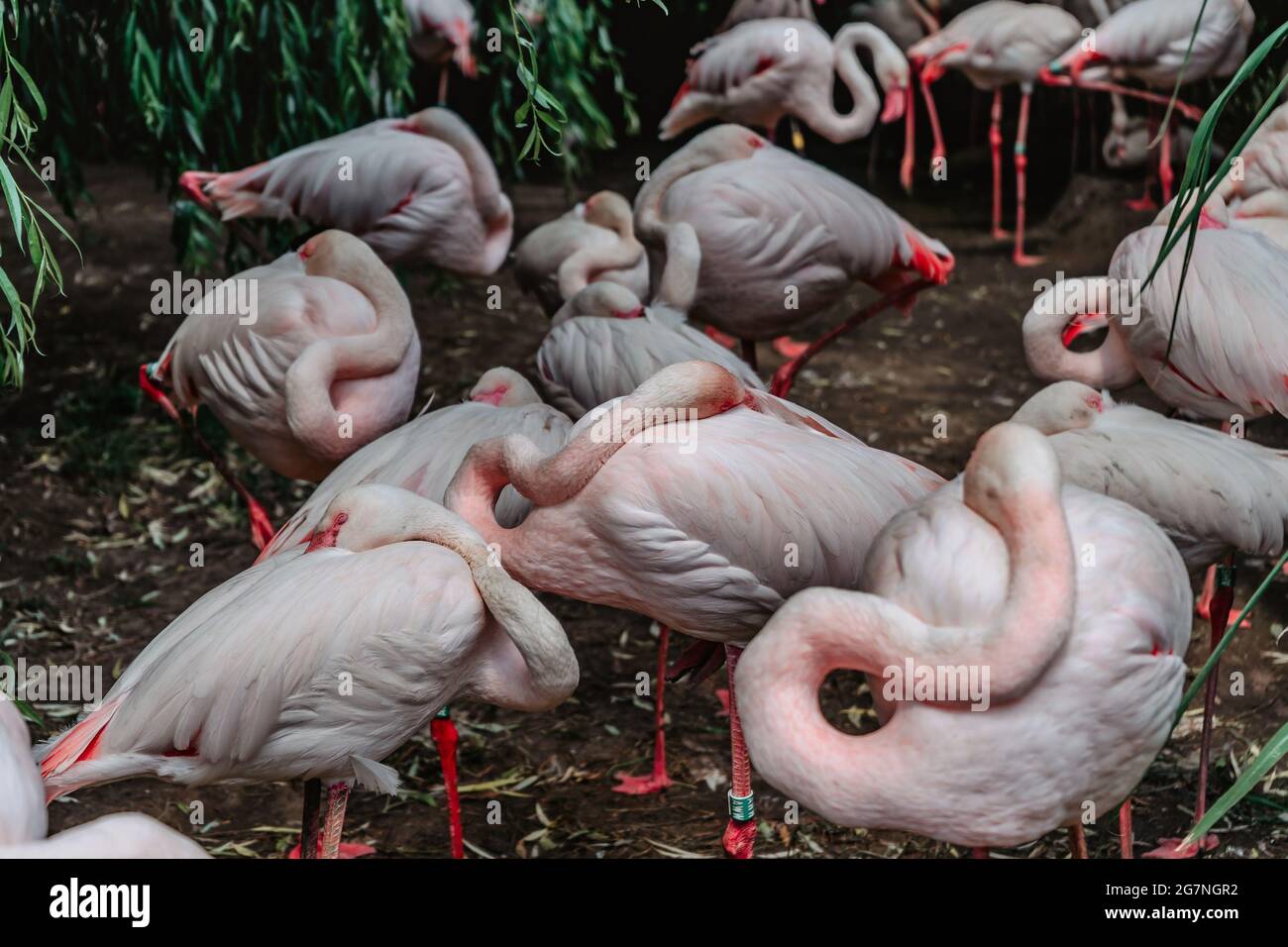 Groupe de Flamingos rose.repos plus grand flamango,Phoenicopterus roseus, gros plan.oiseaux exotiques dans LE ZOO sélective focus.faune scène animale.naturel Banque D'Images
