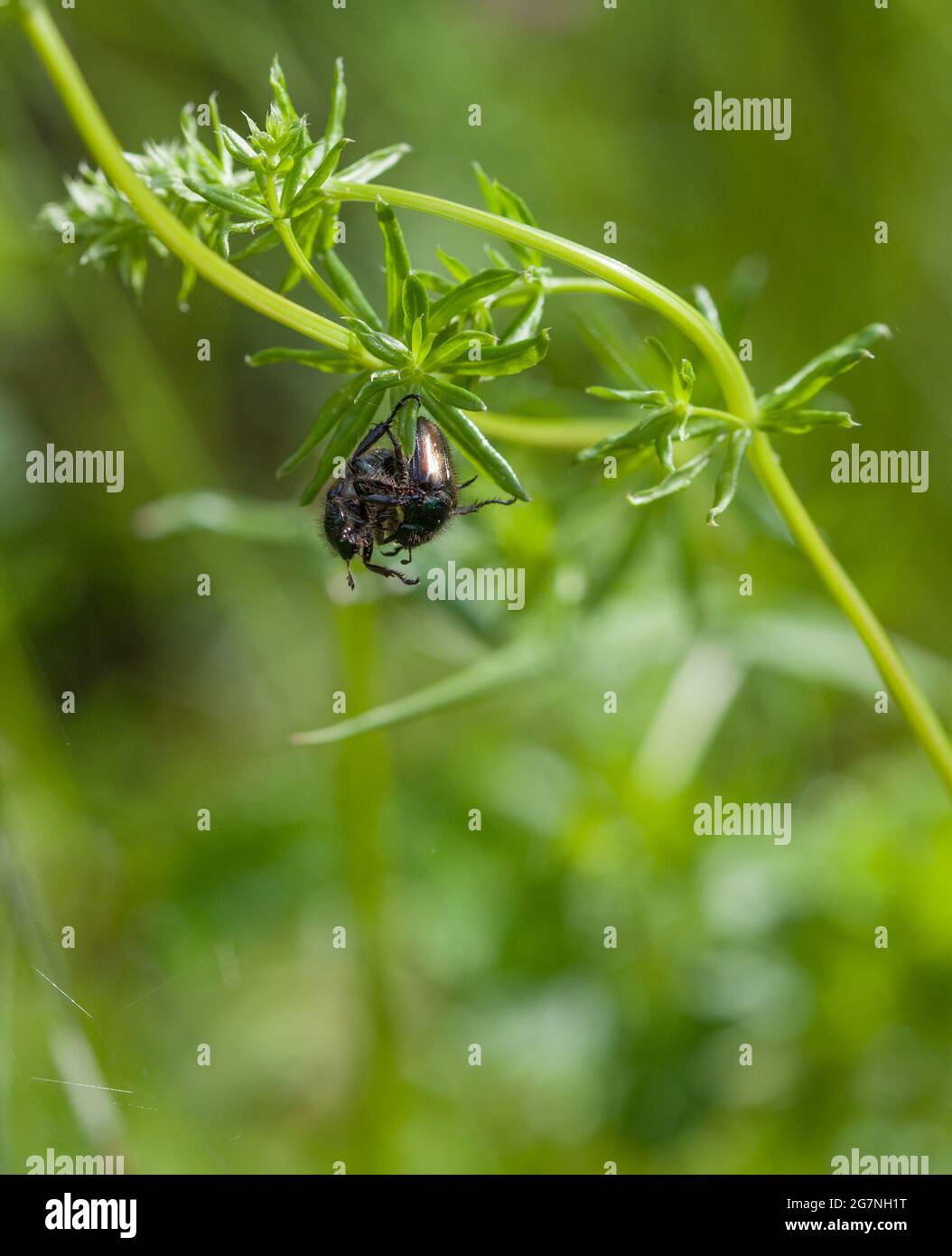 PHYLLOPERTHA HORTICOLA ou Garden Chafer sur une plante dans le jardin Banque D'Images