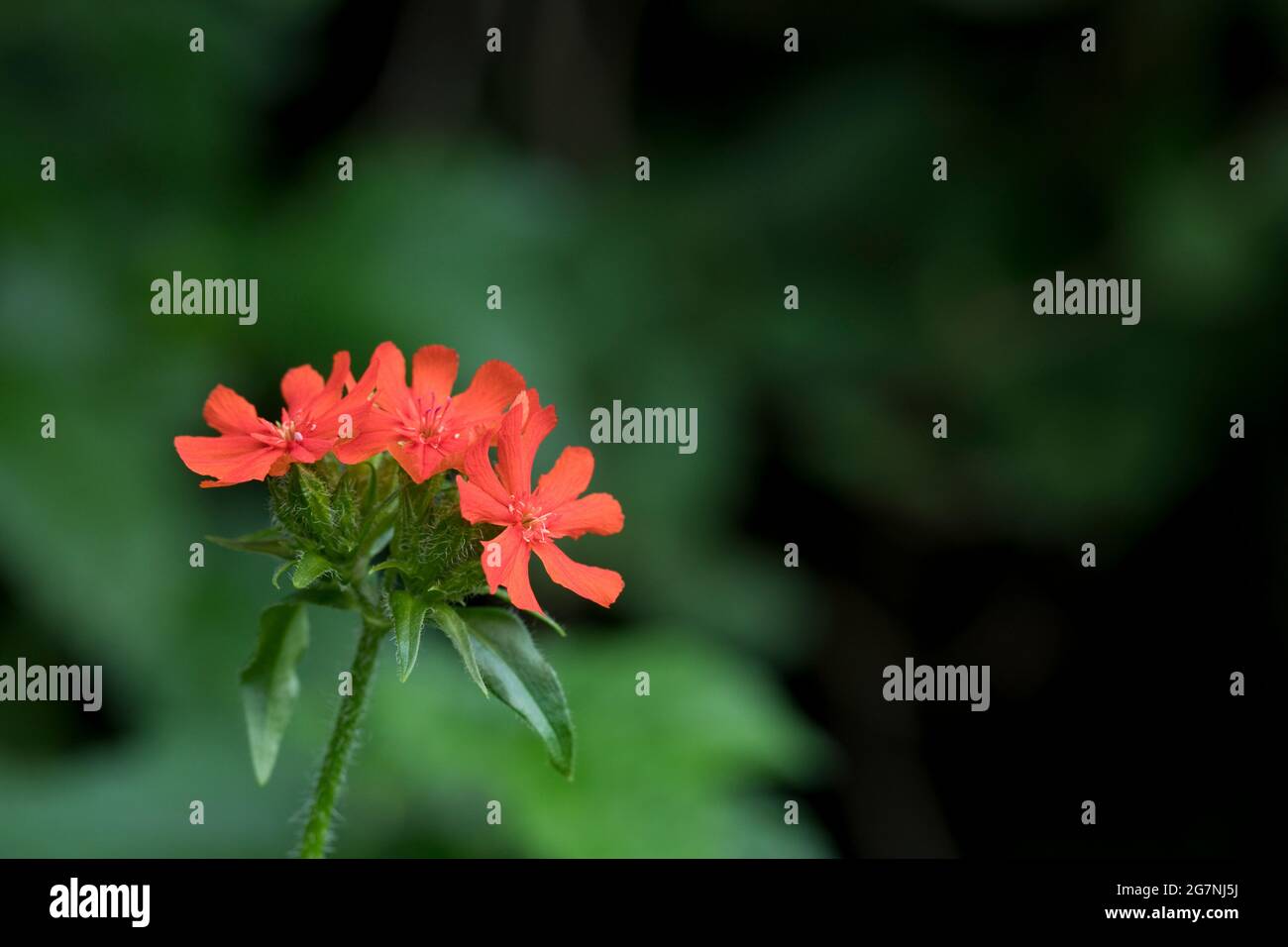 Lychnis chalcedica plante de croix maltaise en fleur Banque D'Images