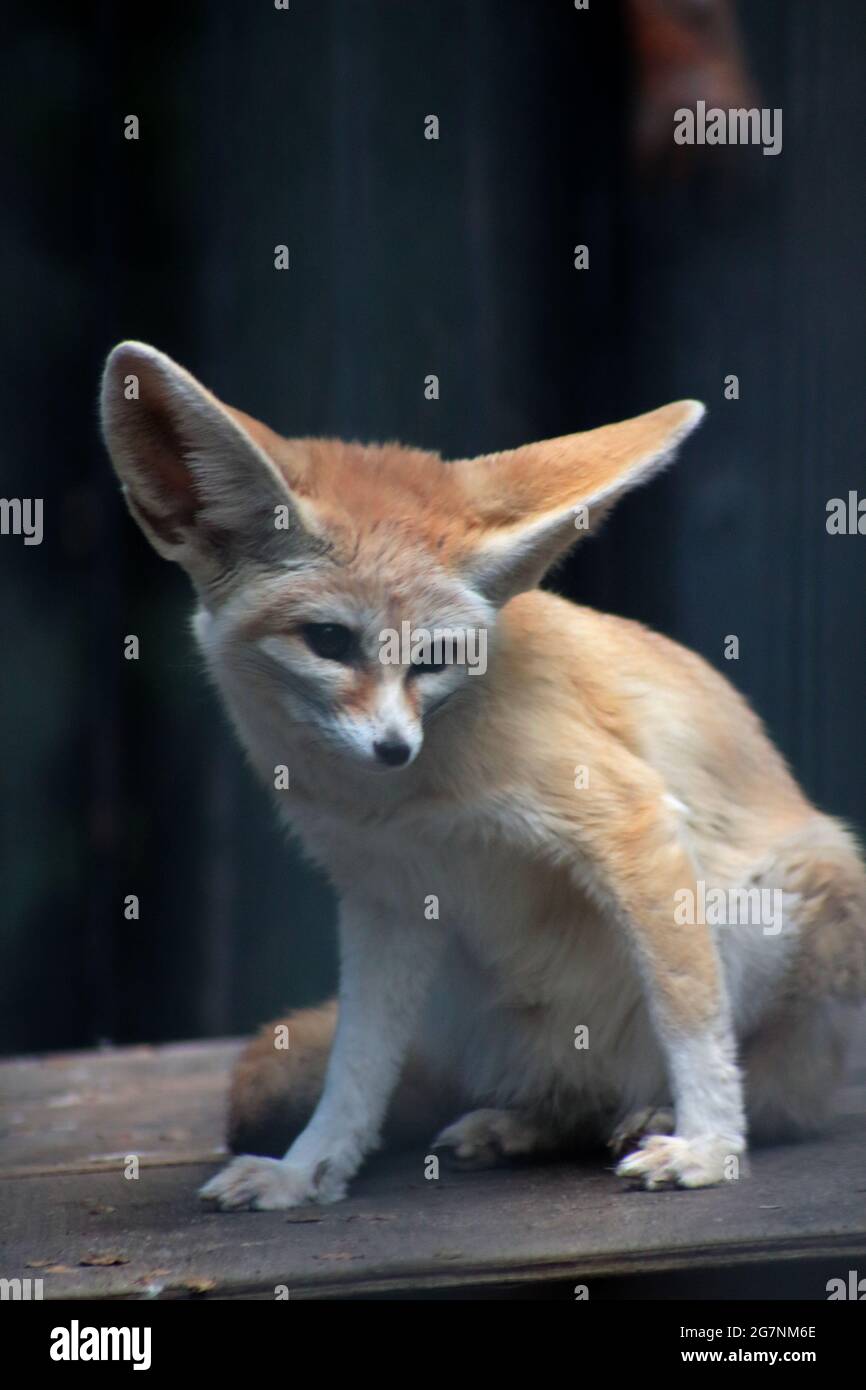 un portrait en gros plan de renard de fennec assis mignon Banque D'Images