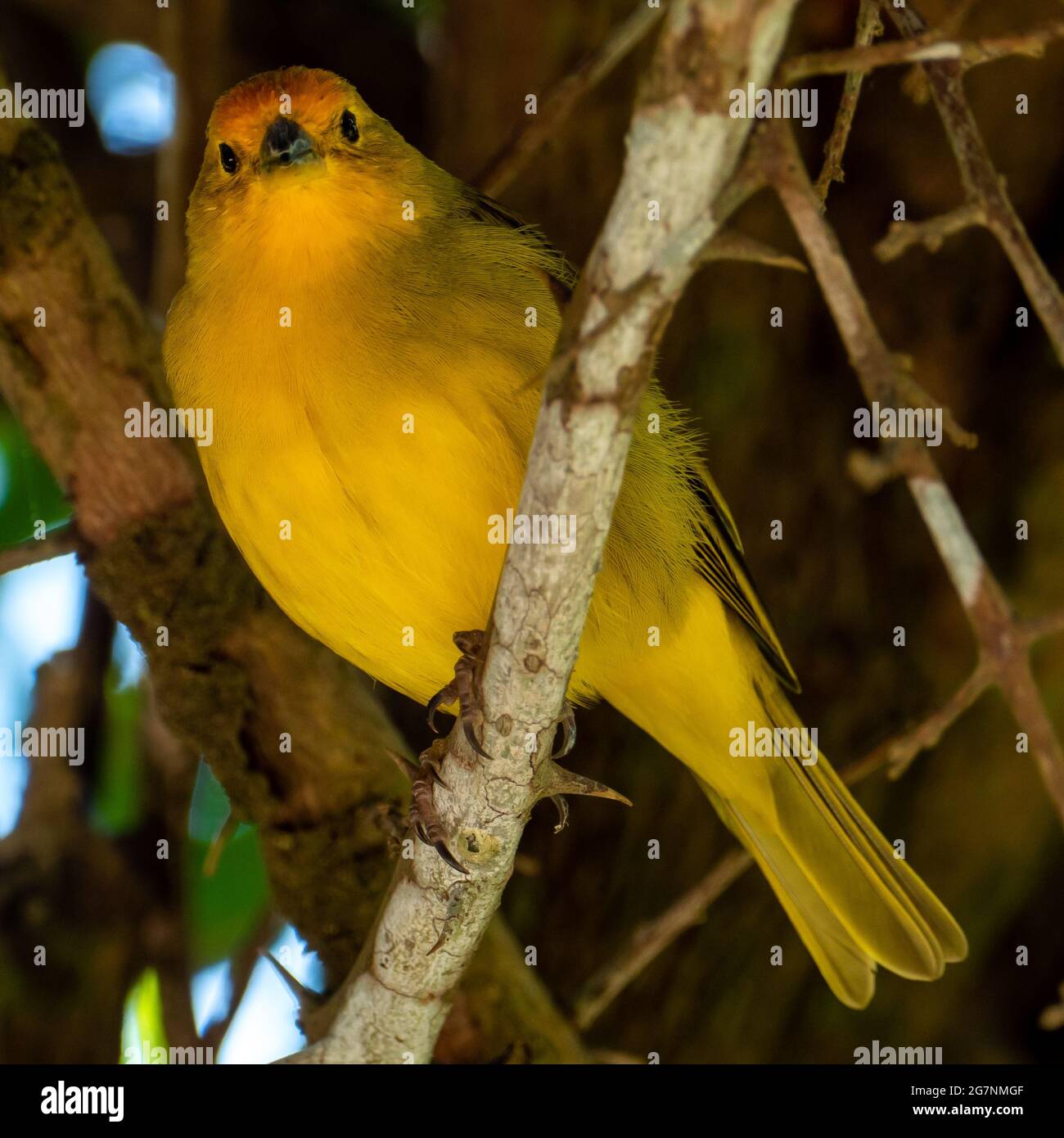 Canari atlantique, un petit oiseau sauvage brésilien. Le Crithagra flaviventris jaune canari est un petit oiseau de passereau de la famille finch. Banque D'Images