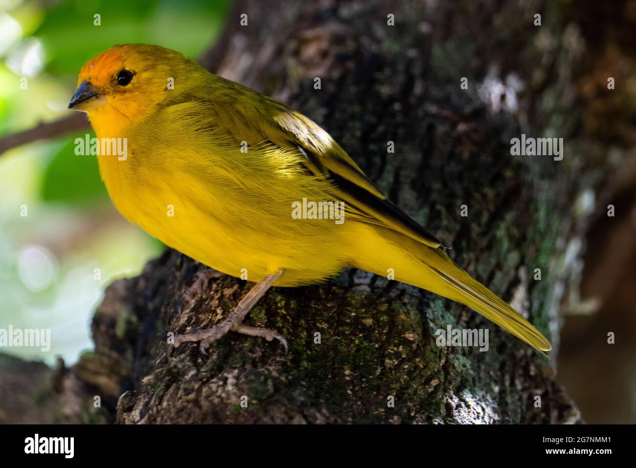 Canari atlantique, un petit oiseau sauvage brésilien. Le Crithagra flaviventris jaune canari est un petit oiseau de passereau de la famille finch. Banque D'Images