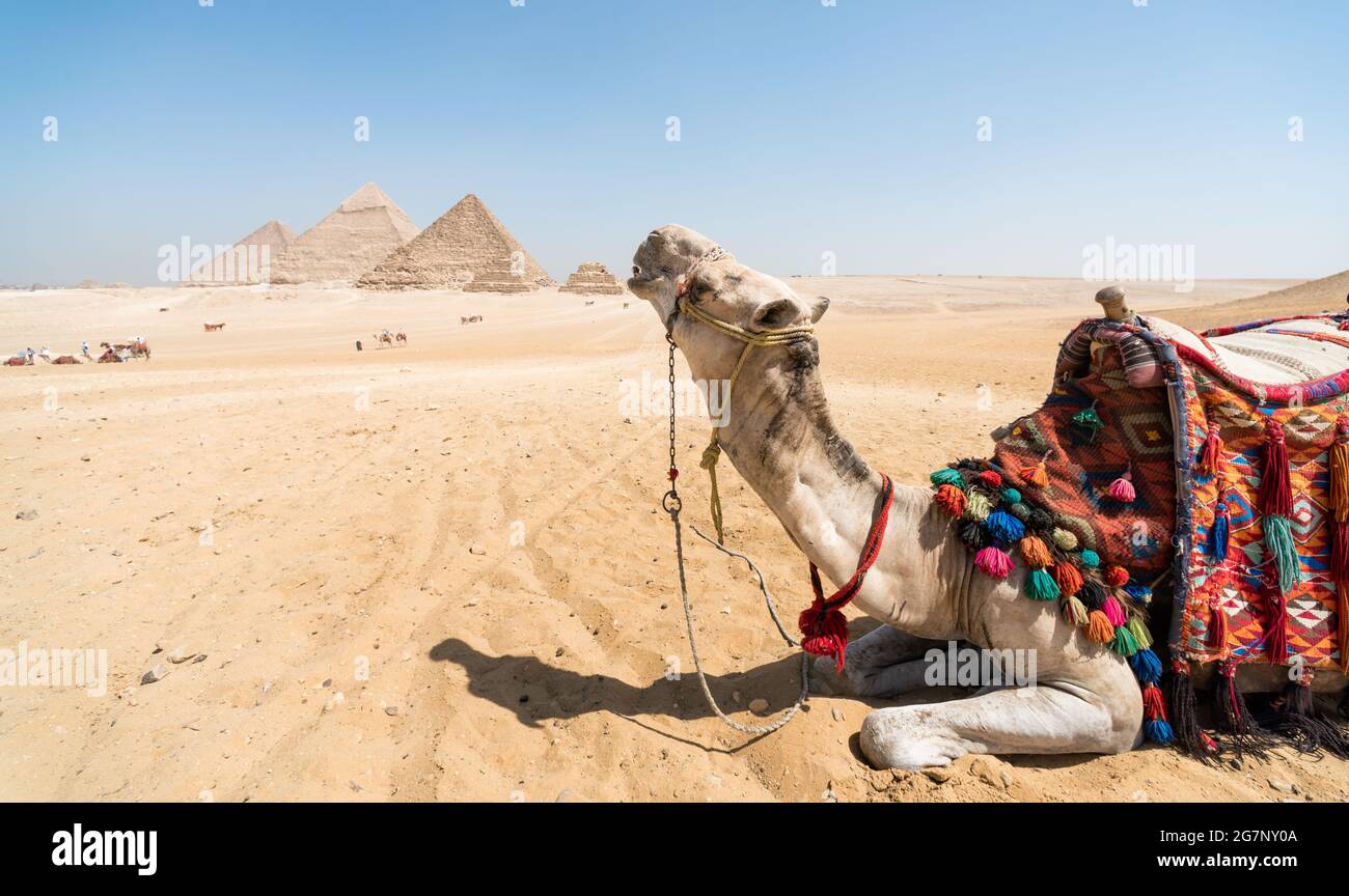 portrait d'une tête de chameau gros plan sur l'arrière-plan de La pyramide de Cheops à Gizeh Egypte sans peuple Banque D'Images