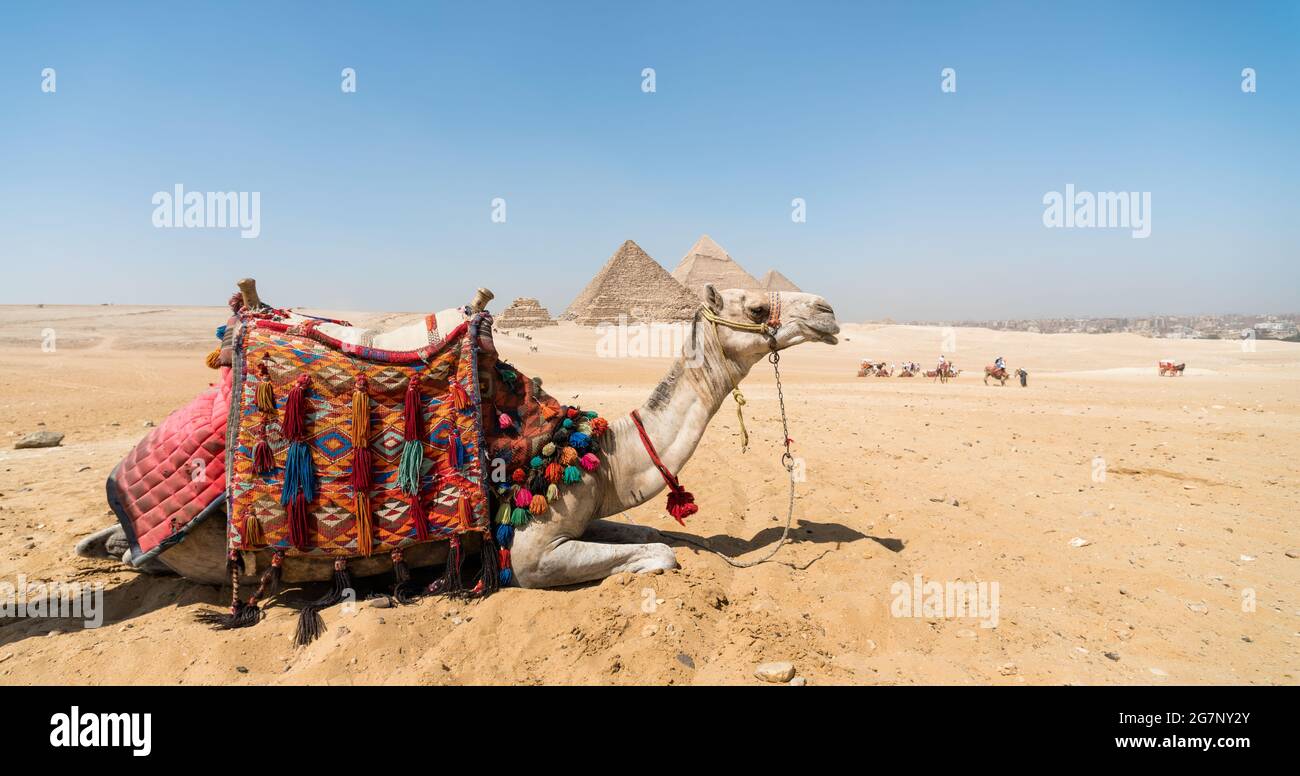 portrait d'une tête de chameau gros plan sur l'arrière-plan de La pyramide de Cheops à Gizeh Egypte sans peuple Banque D'Images