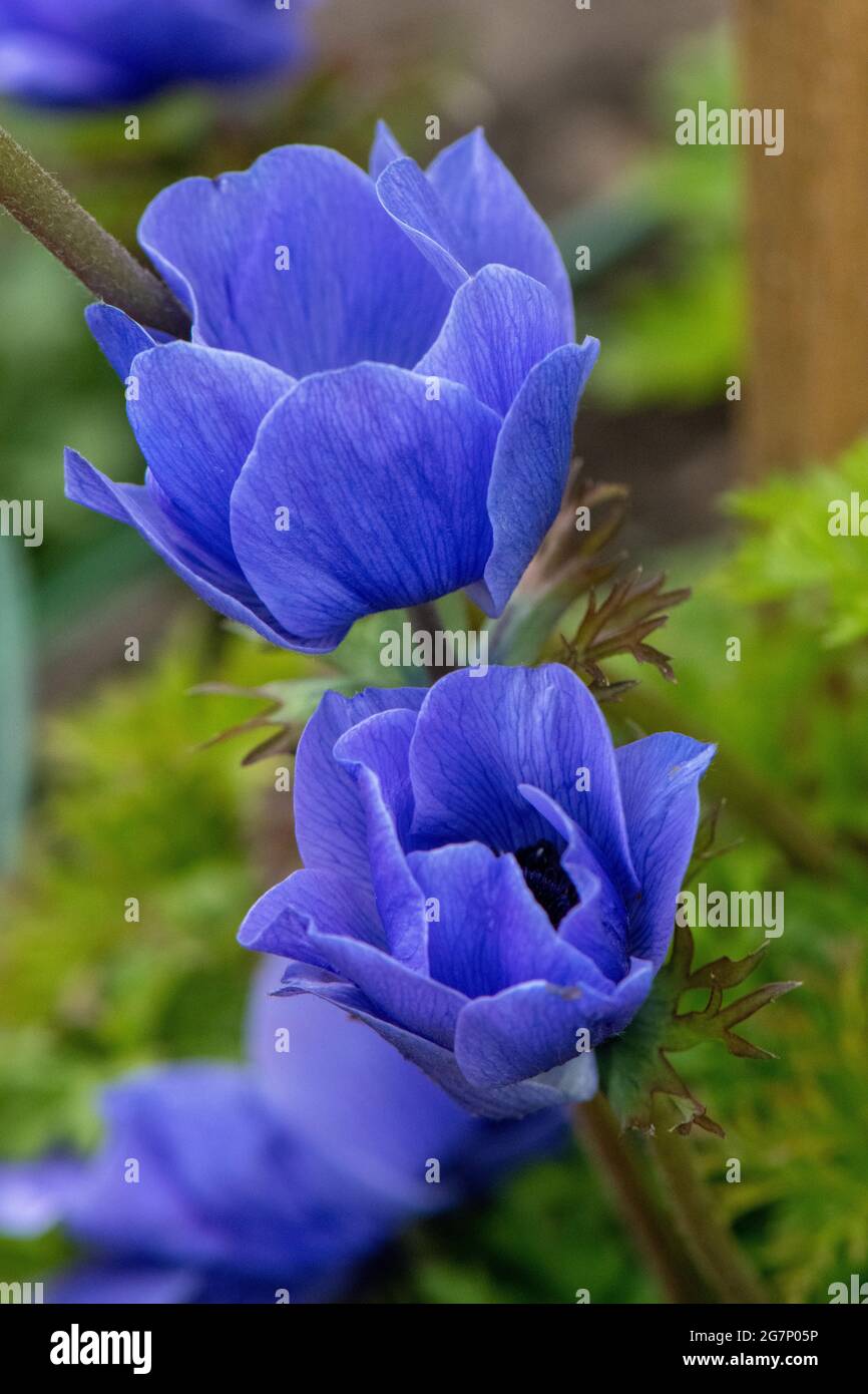 Tulipes violettes en fleur, faible profondeur de champ Banque D'Images