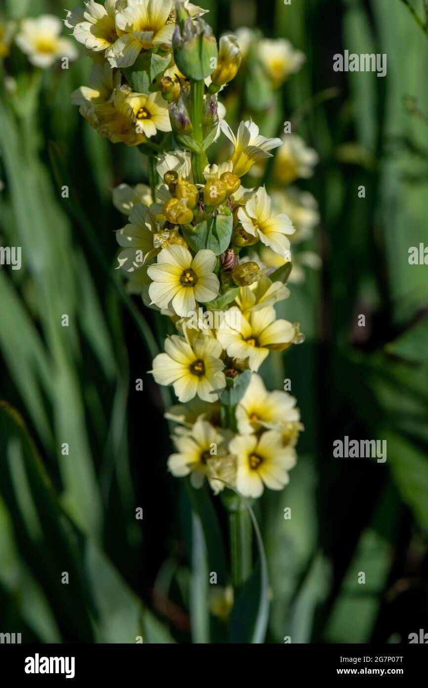 Fleurs satinées en fleur, herbe aux yeux jaune pâle Banque D'Images