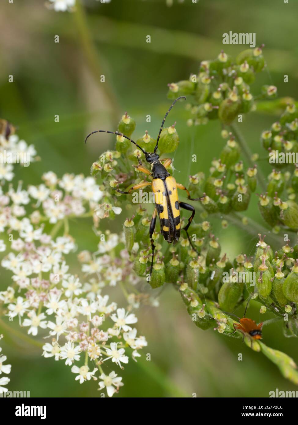 Rutpela maculata, le Longhorn tacheté sur des fleurs blanches. Banque D'Images