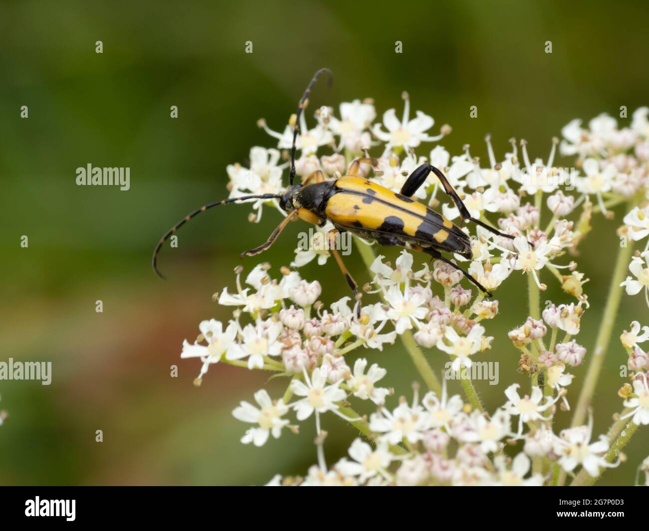 Rutpela maculata, le Longhorn tacheté sur des fleurs blanches. Banque D'Images