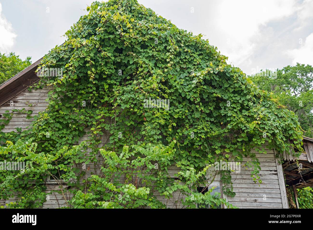 Les vignes engloutissent une ancienne maison en bois à ft. Blanc, Floride. Banque D'Images