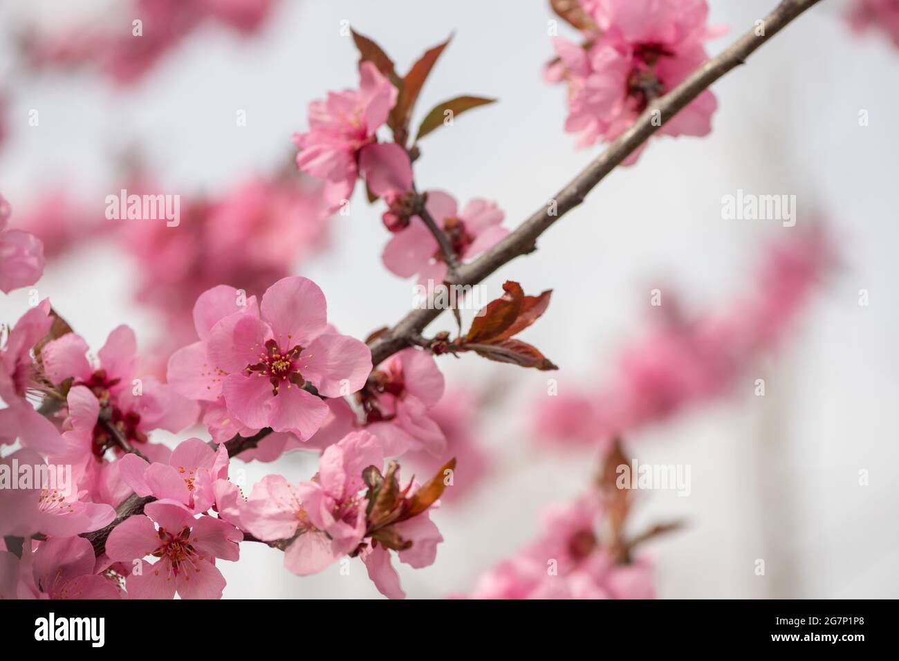 Gros plan sur les branches en fleur de prune de cerisier noir Banque D'Images