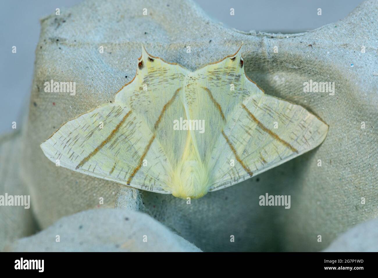 Moth à queue hirondelle (Ourapteryx sambucaria) dans un piège à papillons, au Royaume-Uni, en juillet Banque D'Images