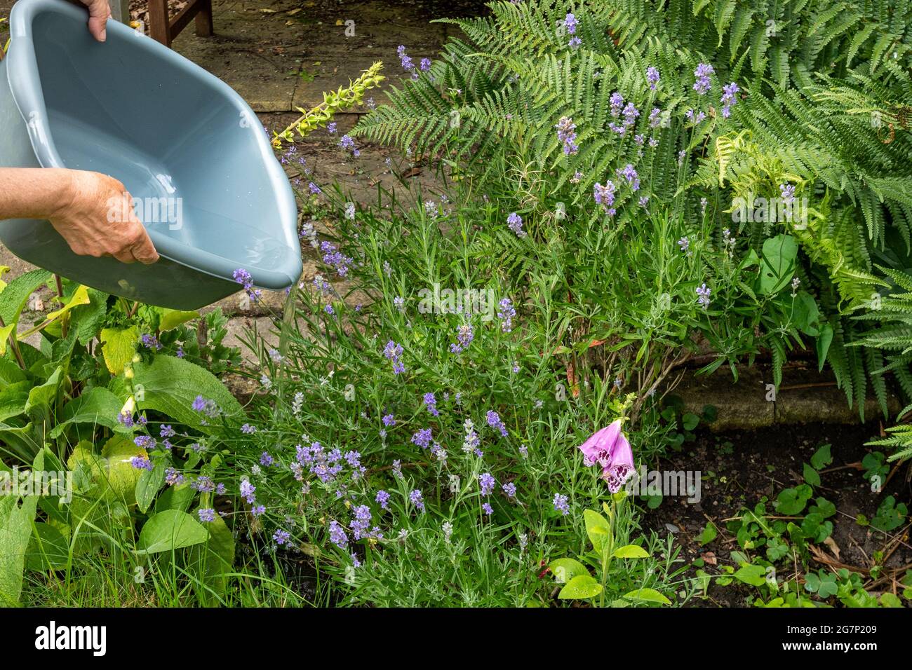 Arrosage des plantes dans le jardin avec un bol d'eau de lavage pour aider à conserver l'eau pendant une sécheresse d'été, Royaume-Uni Banque D'Images