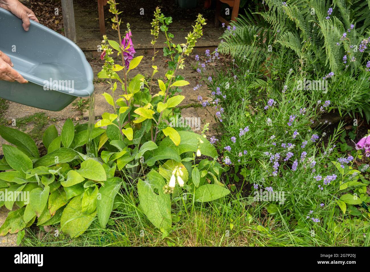 Arrosage des plantes dans le jardin avec un bol d'eau de lavage pour aider à conserver l'eau pendant une sécheresse d'été, Royaume-Uni Banque D'Images